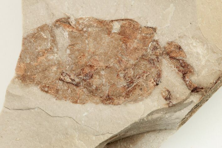 Partial, Miocene Pea Crab (Pinnixa) Fossil - California #205074